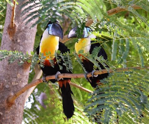 Toucan Birds Free Photo Download | FreeImages