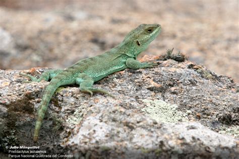 Argentina Nativa Lagartija De Achala Pristidactylus Achalensis