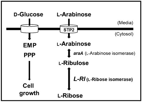 Metabolic pathway for the production of l-ribose | Download Scientific ...