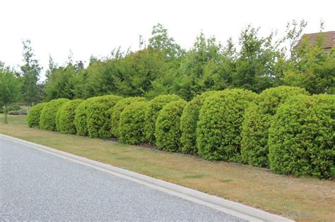 VIBURNUM Tinus Lucidum | Evergreen Shrub | Easy Big Trees NZ