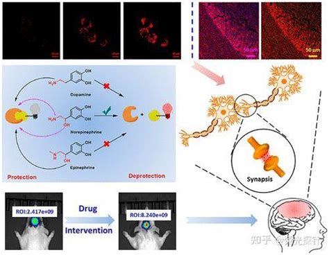 显示去甲肾上腺素信号通路和药物干预示踪剂的荧光探针 知乎