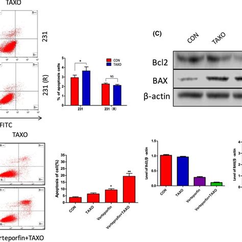 Yesassociated Protein 1 YAP1 Expression In Triplenegative Breast