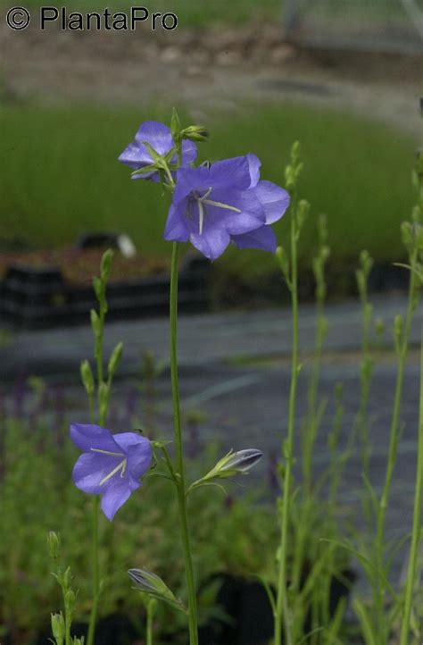 Pfirsichbl Ttrige Glockenblume Grandiflora Coerulea Campanula