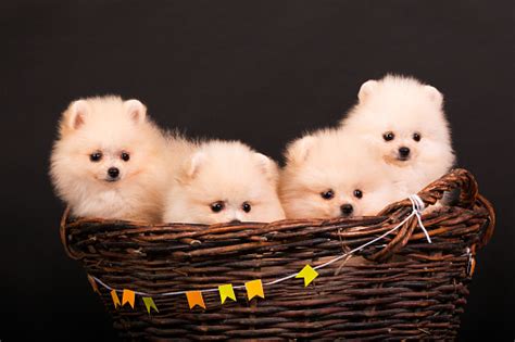 Anak Anjing Pomeranian Spitz Dengan Latar Belakang Hitam Foto Stok