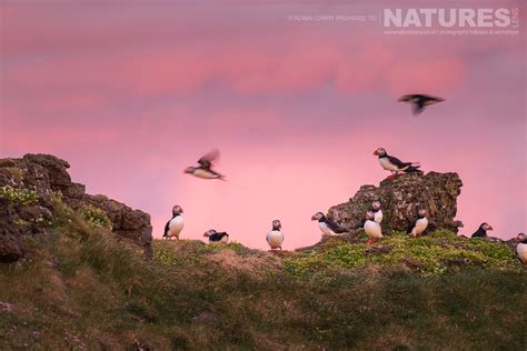 Capturing the Charismatic Charm of the Grímsey Island Puffins through ...