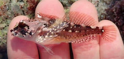 Fluffy Sculpin | Mexican Fish.com