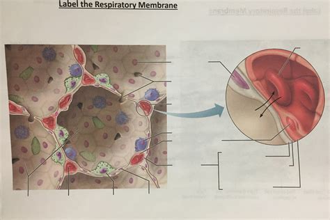 Respiratory Membrane Diagram Quizlet