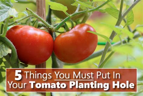 5 Things You Must Put In Your Tomato Planting Hole