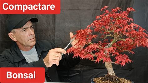 Îngrijire bonsai compactare arțar YouTube