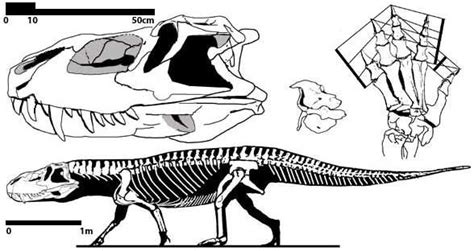 Prestosuchus Skull