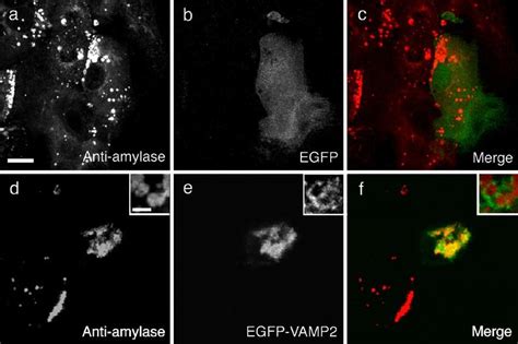 Transfection Of Pegfp C1 And Pegfp Vamp2 Vectors The Cells Were