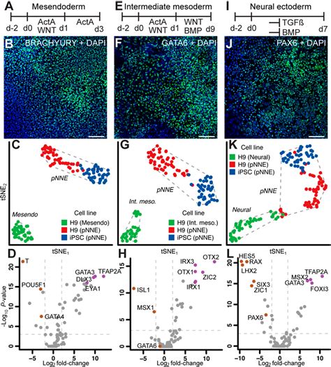 Figure 3 From Single Cell Analysis Delineates A Trajectory Toward The