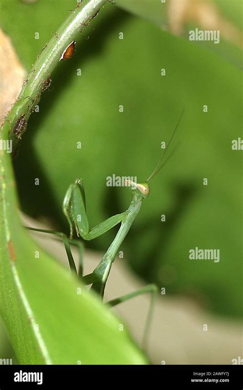 Invasive South African mantis Stock Photo - Alamy