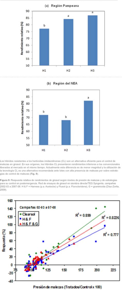 Elección De Híbridos Syngenta