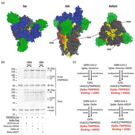 Spike Residue Y655 Determines Affinity To Tmprss2 A The Omicron Download Scientific Diagram