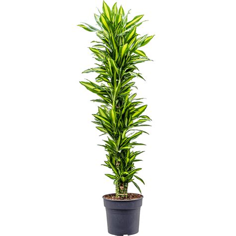 Rent The Dracaena Fragrans Cintho Xl Leafy Life Nl A Sturdy