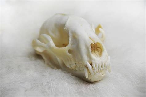 Free Images - animal skull skull anatomy