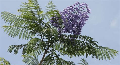 7 Trees With Fern Like Leaves