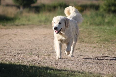 Chien Golden Retriever Sanka des Légendaires Nahauri