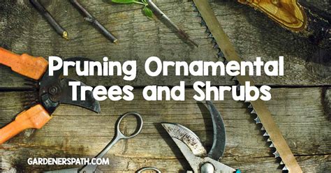 Pruning Ornamental Trees And Shrubs Gardener S Path