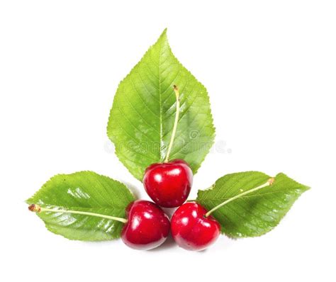 Three Fresh Ripe Red Cherries With Leaves Stock Image Image Of