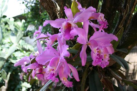 Guía completa Cuándo y cómo abonar adecuadamente tus orquídeas