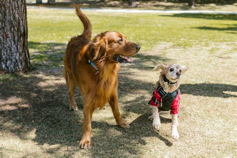 The Spaniel Showdown: Cavalier King Charles Spaniel Vs Cocker Spaniel ...