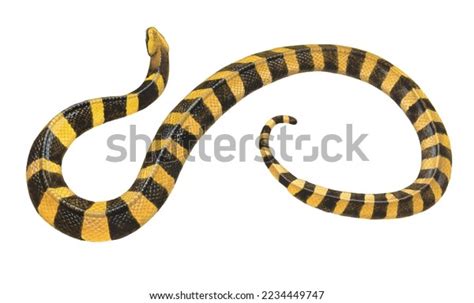 Realistic Color Scientific Illustration Banded Krait Stock Illustration