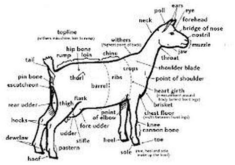 Goat Body Parts Diagram