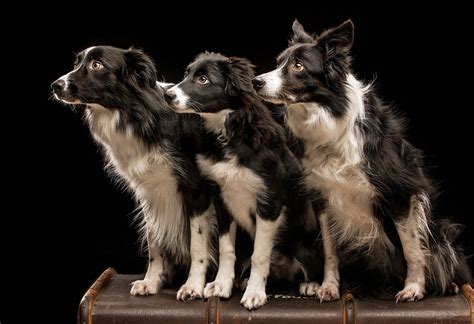 Border Collies Pet Photography Portraits Glasgow Dog Photography Studio