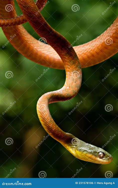 A Poisonous Red Snake Is Hanging From A Tree Branch And Looking For Prey