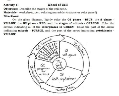 Wheel Of Cell Objective Describe The Stages Of The Cell Cycle