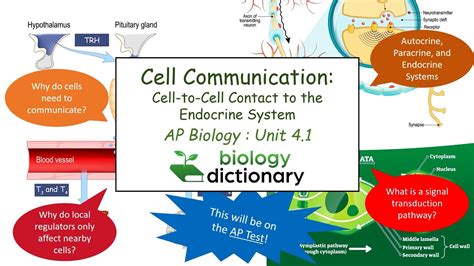 Cell Communication Cell To Cell Contact To The Endocrine System Ap