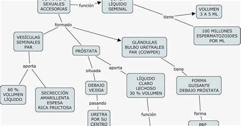 Sistema Reproductor Femenino Mapa Conceptual Vioso Images