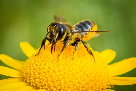 Biodiversität naturnahe Bank Botanischer Garten Grüningen