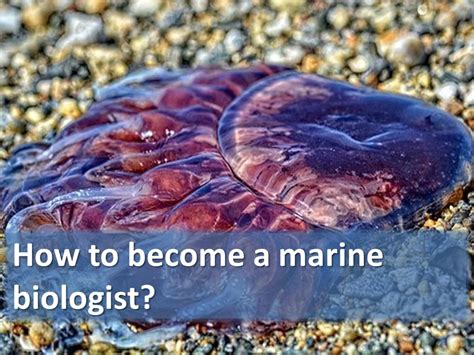 How To Become A Marine Biologist Labmonk