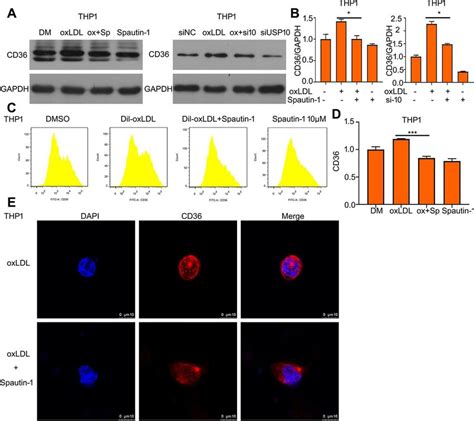 Oxldl Induced The Upregulation Of Cd36 Is Reduced By Usp10 Inhibition