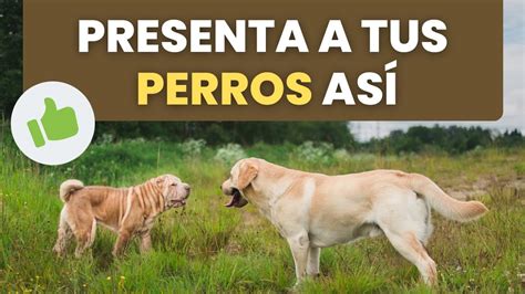 C Mo Presentar A Dos Perros En Pasos Simples Youtube