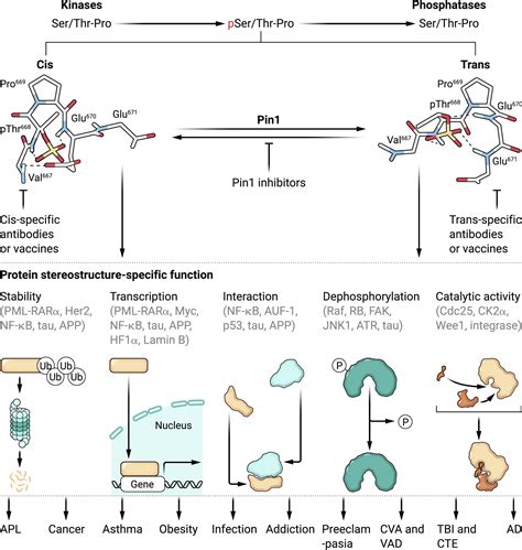 Pin Catalyzed Conformational Regulation After Phosphorylation A