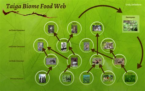 Taiga Food Web by Emily DeStefano on Prezi