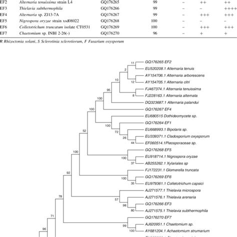 Identification Of Endophytic Fungi Their Similarity In Blast And