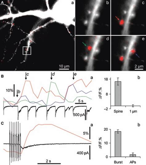 Strong Activation Of Synaptic Nmdars Induced Hippocalcin Yfp