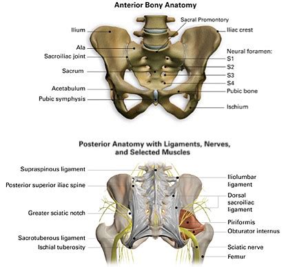 Anatomy And Biomechanics Of The Sacroiliac Joint