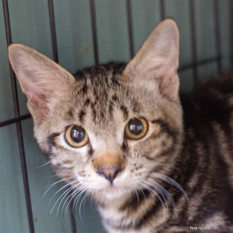 【猫の里親募集】兵庫県・雑種・猫初心者向け♡甘えん坊アメショキジトラ♂サンバ（id 2209 00697）｜ハグー みんなのペット里親情報