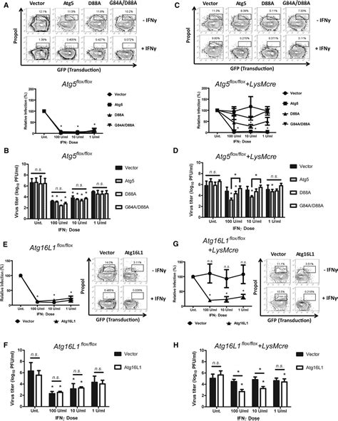 Figure 5 From Nondegradative Role Of Atg5 Atg12 Atg16l1 Autophagy