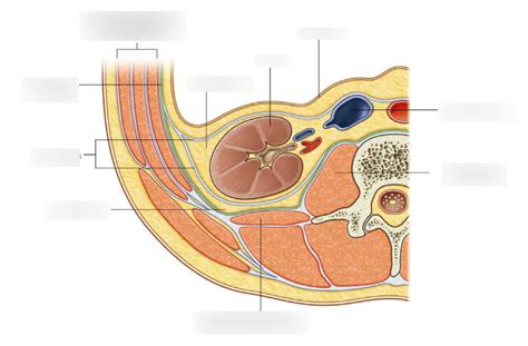 Diagram Of Posterior Abdominal Wall Diagram Quizlet