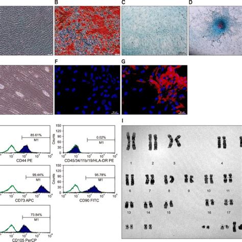 Characterization And Differentiation Of Uc Mscs A Osteogenic