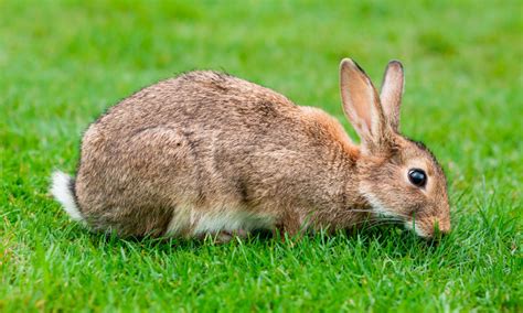 Taxonomía De Los Conejos