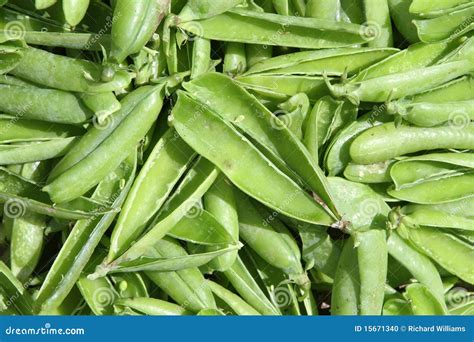 Empty Pea Pods Stock Photo Image