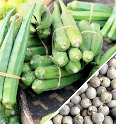 Okra - Dwarf Long Pod (seeds) | Backyard Gardener